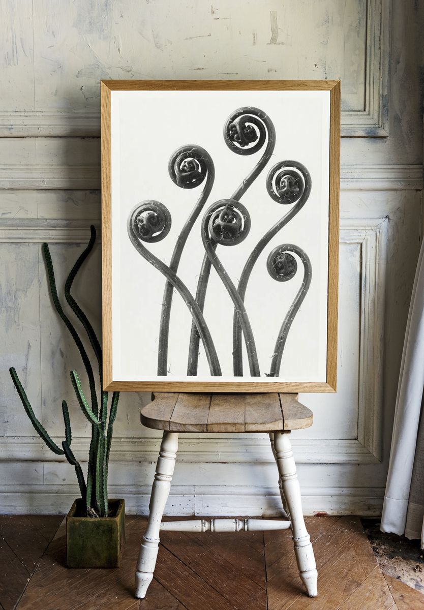 Fiddlehead Ferns — Black and White Print room preview