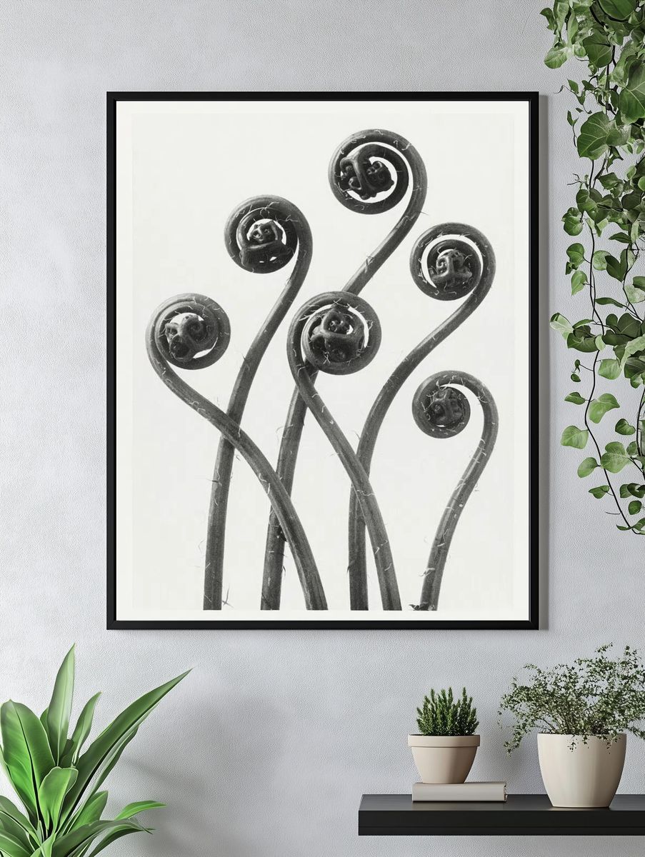 Fiddlehead Ferns — Black and White Print. — room view 4