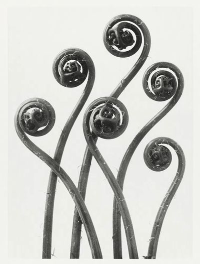 Fiddlehead Ferns — Black and White Print