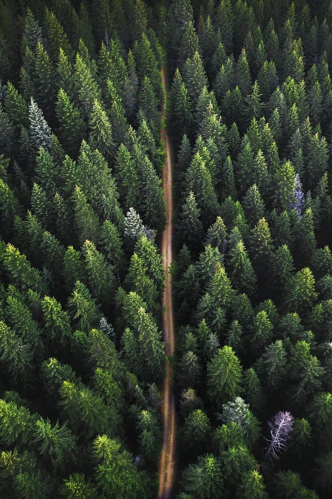 Drone view green forest dirt. poster detail