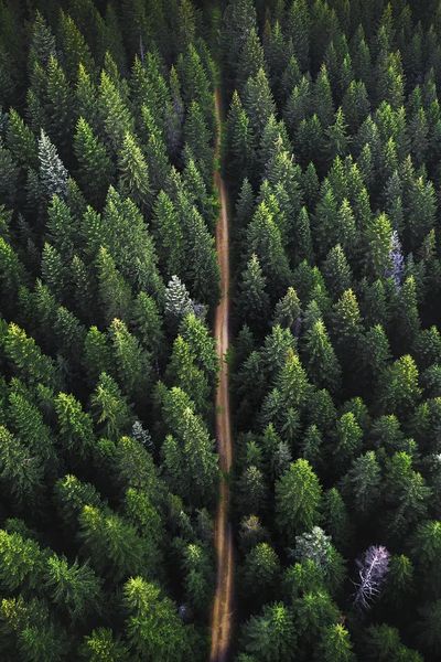 Drone view green forest dirt. poster
