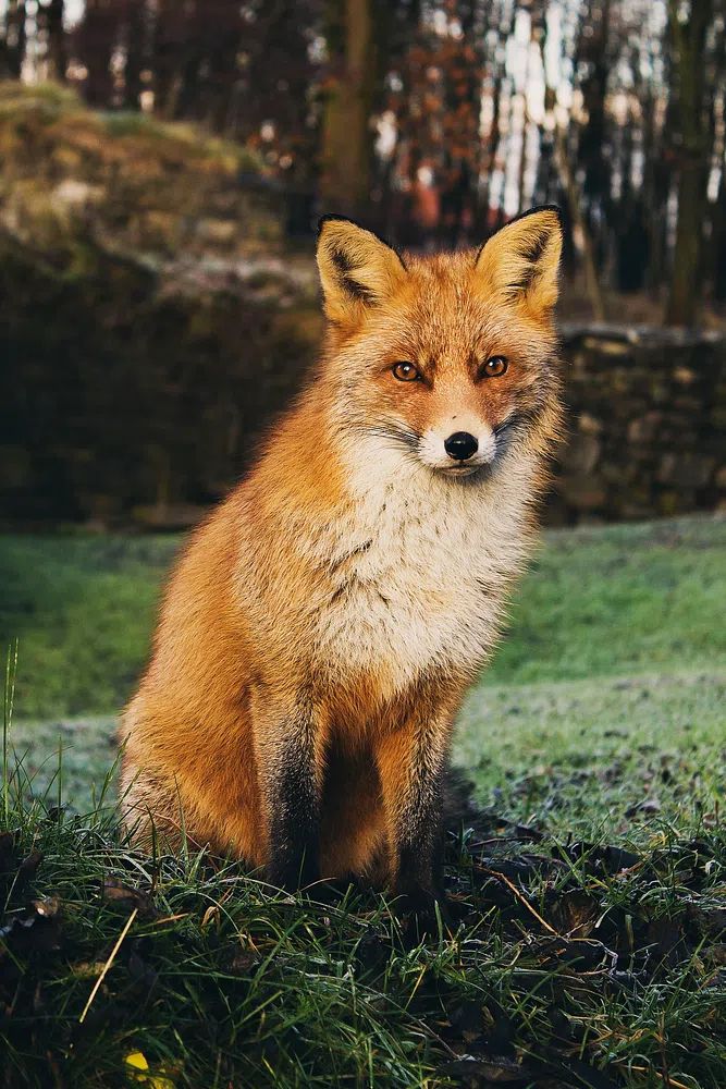 Brown fox sitting grass field. poster detail