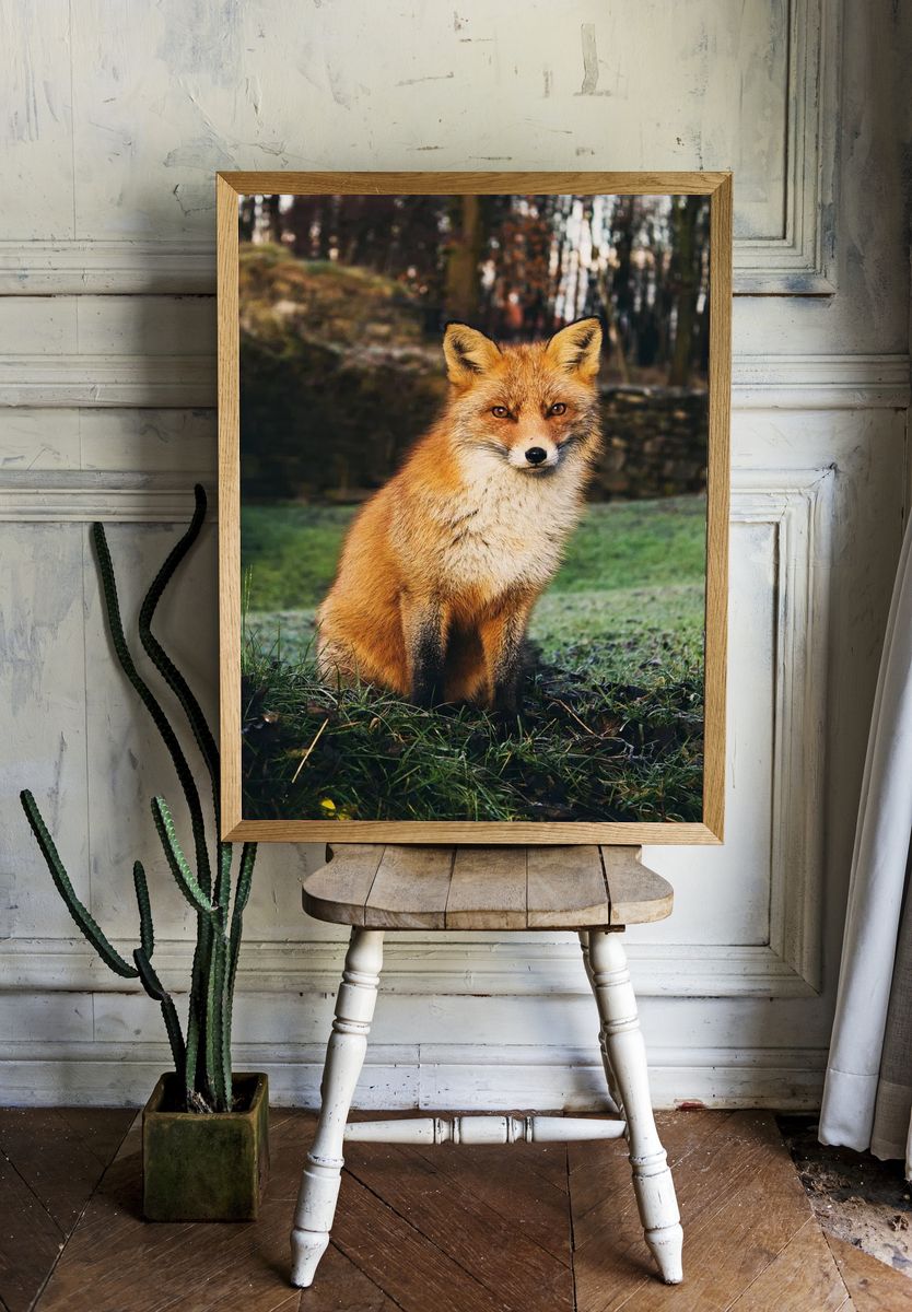 Brown fox sitting grass field. room preview