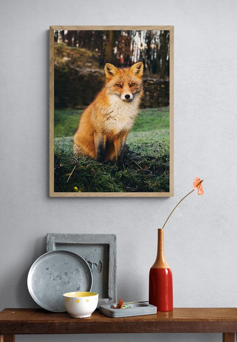 Brown fox sitting grass field. — room view 3
