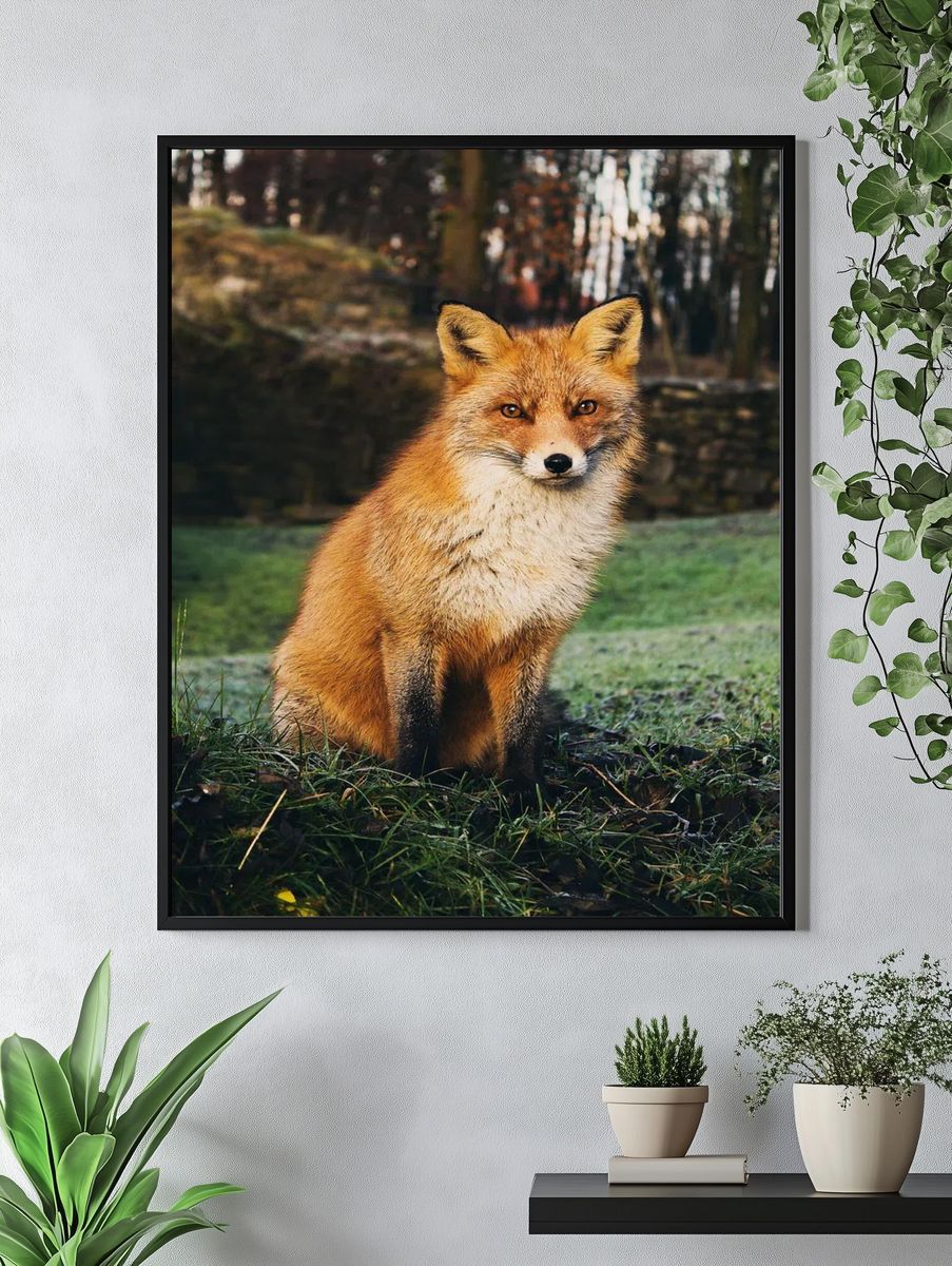 Brown fox sitting grass field. — room view 4