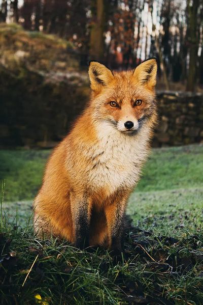 Brown fox sitting grass field. poster