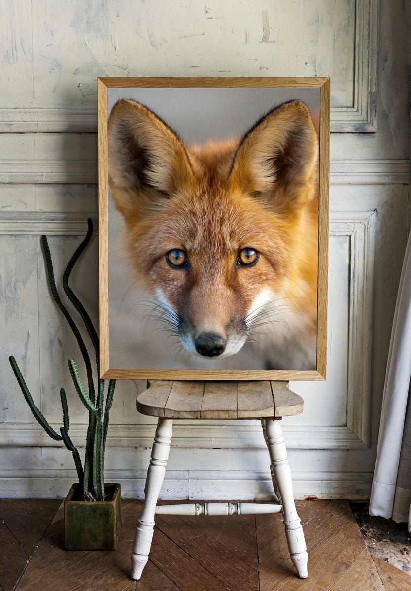 Close-Up of a Fox — Animal Photography Print. — room view 1
