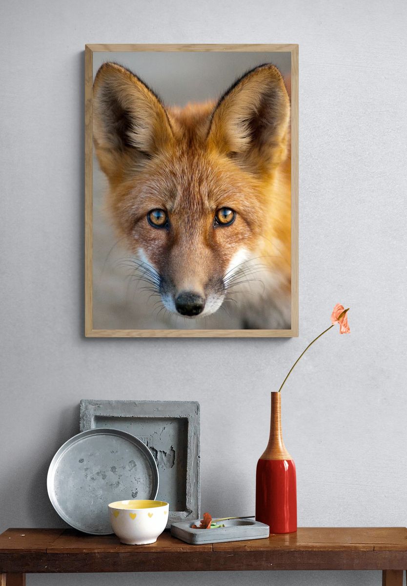 Close-Up of a Fox — Animal Photography Print. — room view 3
