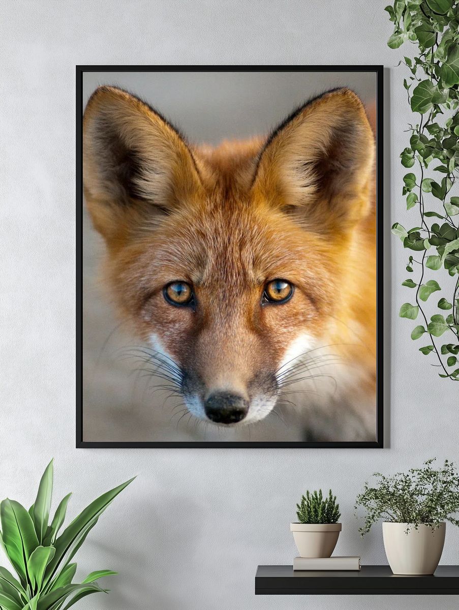 Close-Up of a Fox — Animal Photography Print. — room view 4