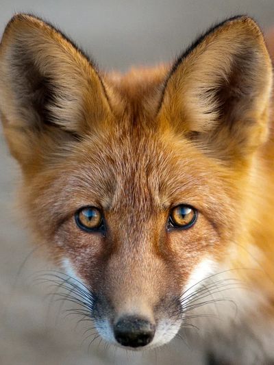 Close-Up of a Fox — Animal Photography Print. poster print