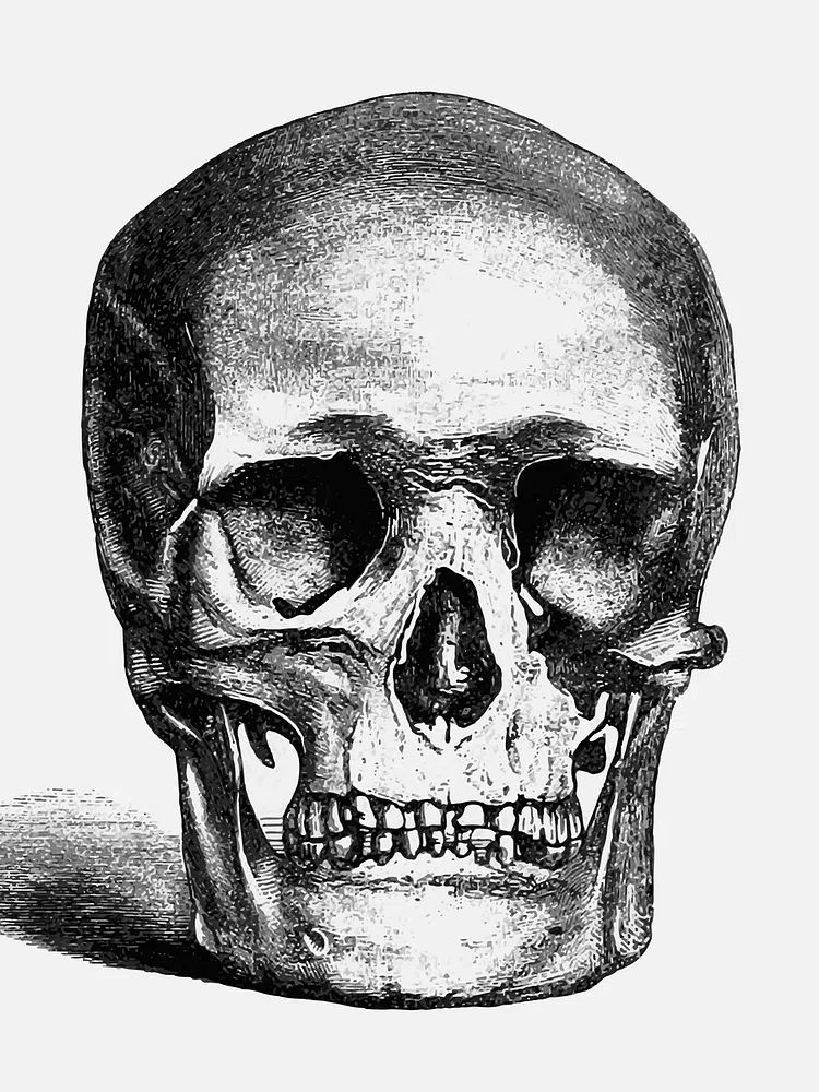 Vintage European style skull engraving. poster — fine-art art