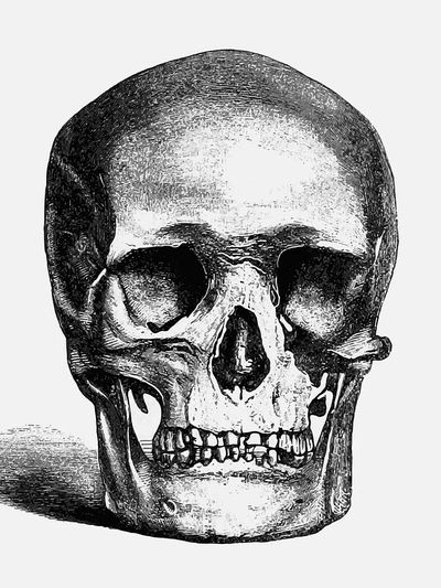 Vintage European style skull engraving. poster