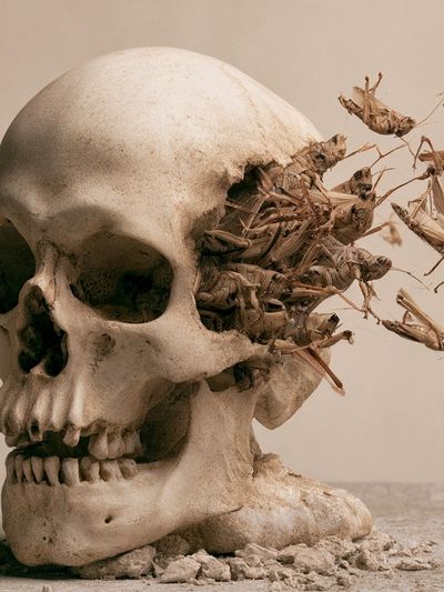 Skull and Grasshoppers Surrealism Print. poster