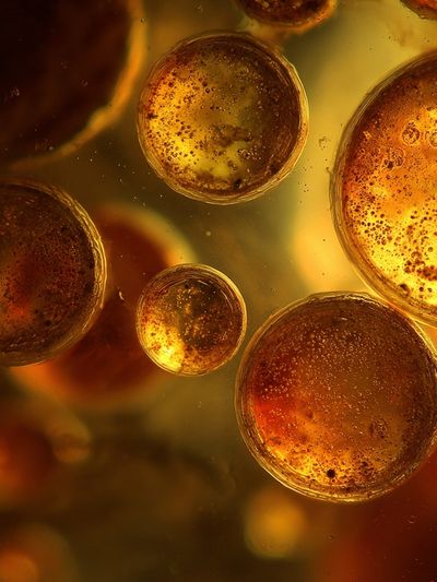 Golden Bubbles Abstract Poster. poster