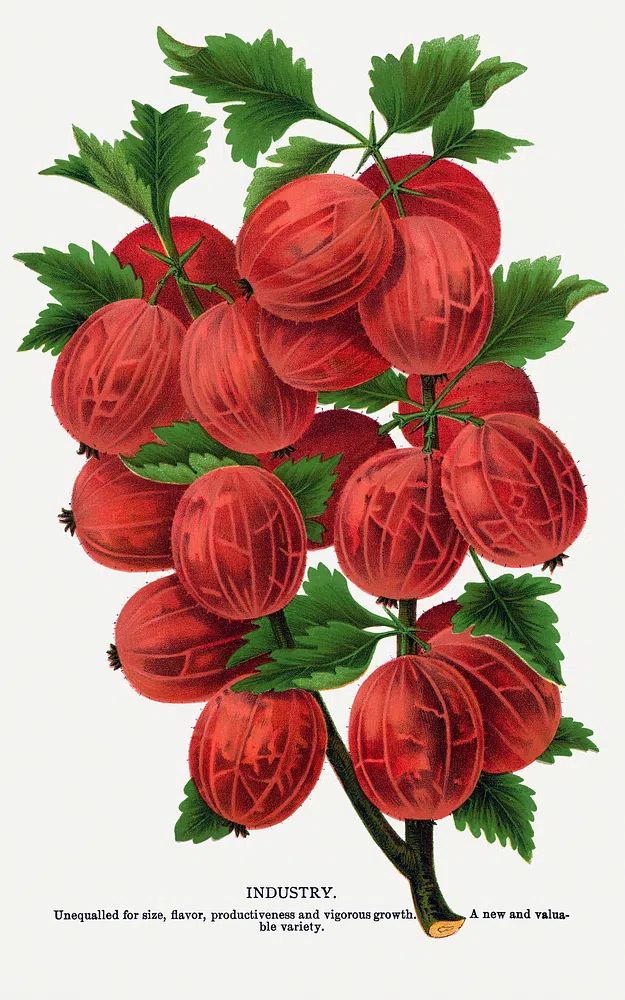 Gooseberry Industry Botanical Print. poster — botanical art