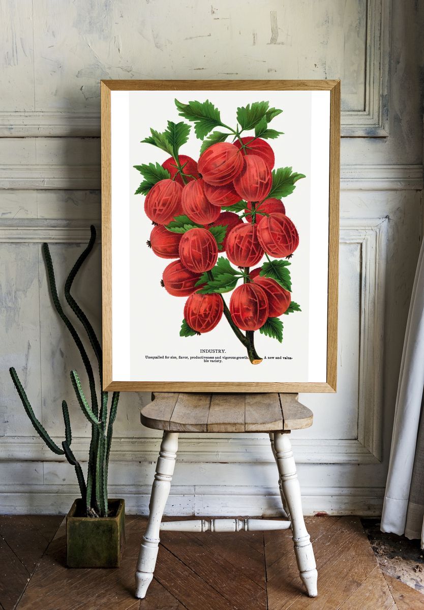 Gooseberry Industry Botanical Print. — room view 1