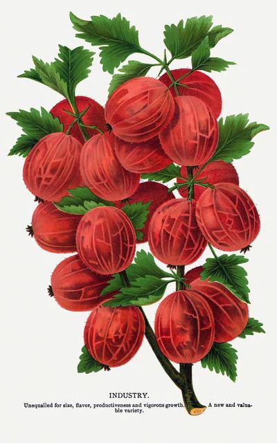 Gooseberry Industry Botanical Print. poster print