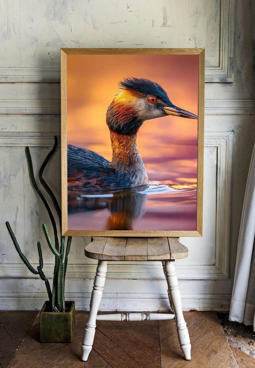 Great Crested Grebe Portrait Poster. — room view 1