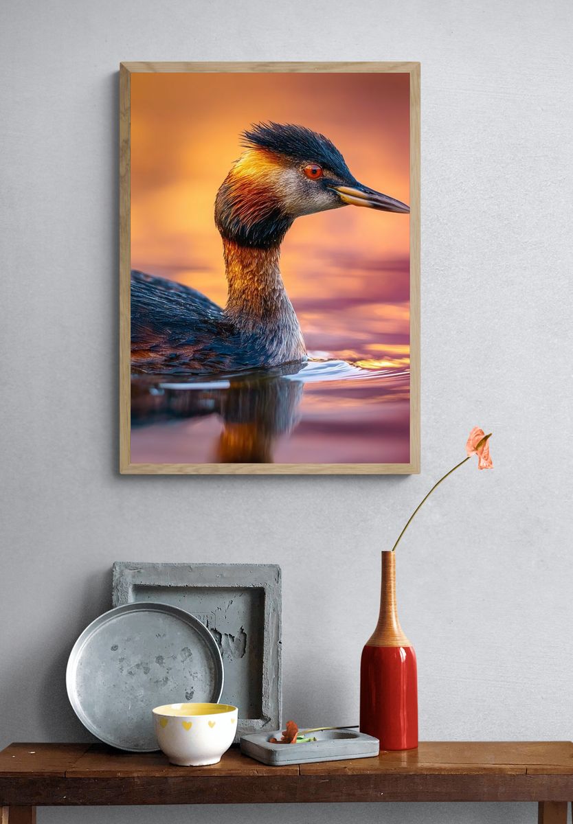 Great Crested Grebe Portrait Poster. — room view 3