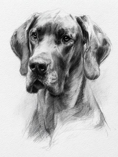 Great Dane Sketch Poster. poster