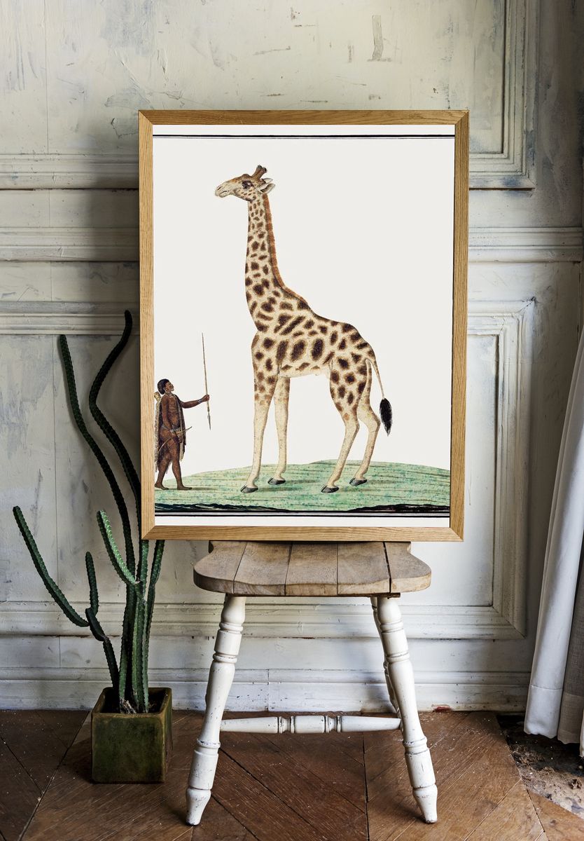 Giraffe and Hunter — Vintage Print. — room view 1