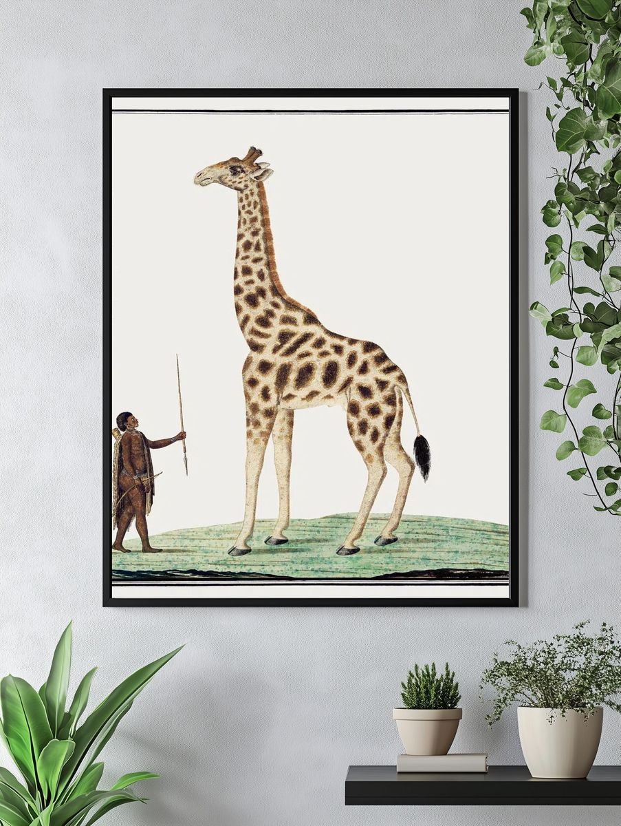 Giraffe and Hunter — Vintage Print. — room view 4
