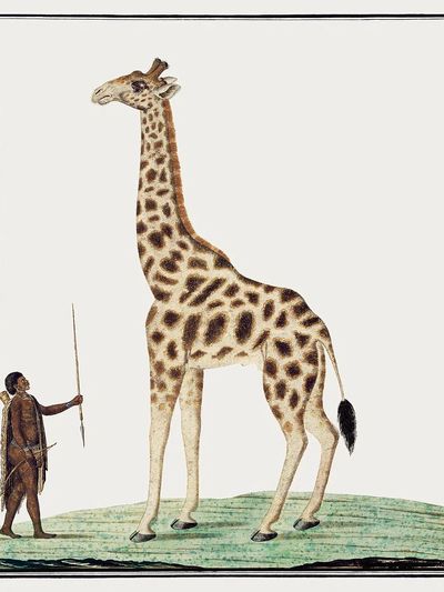 Giraffe and Hunter — Vintage Print