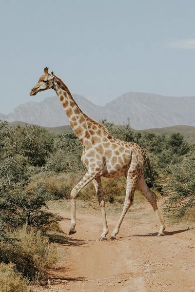 Giraffe. poster
