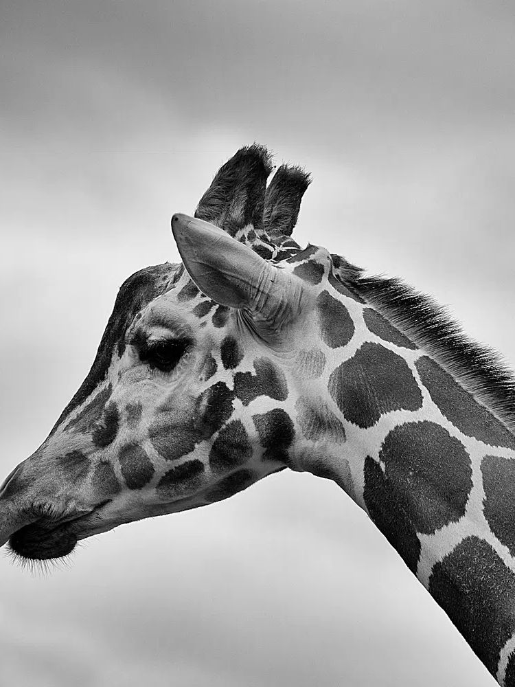 Giraffe Portrait — Black and White Print. poster detail