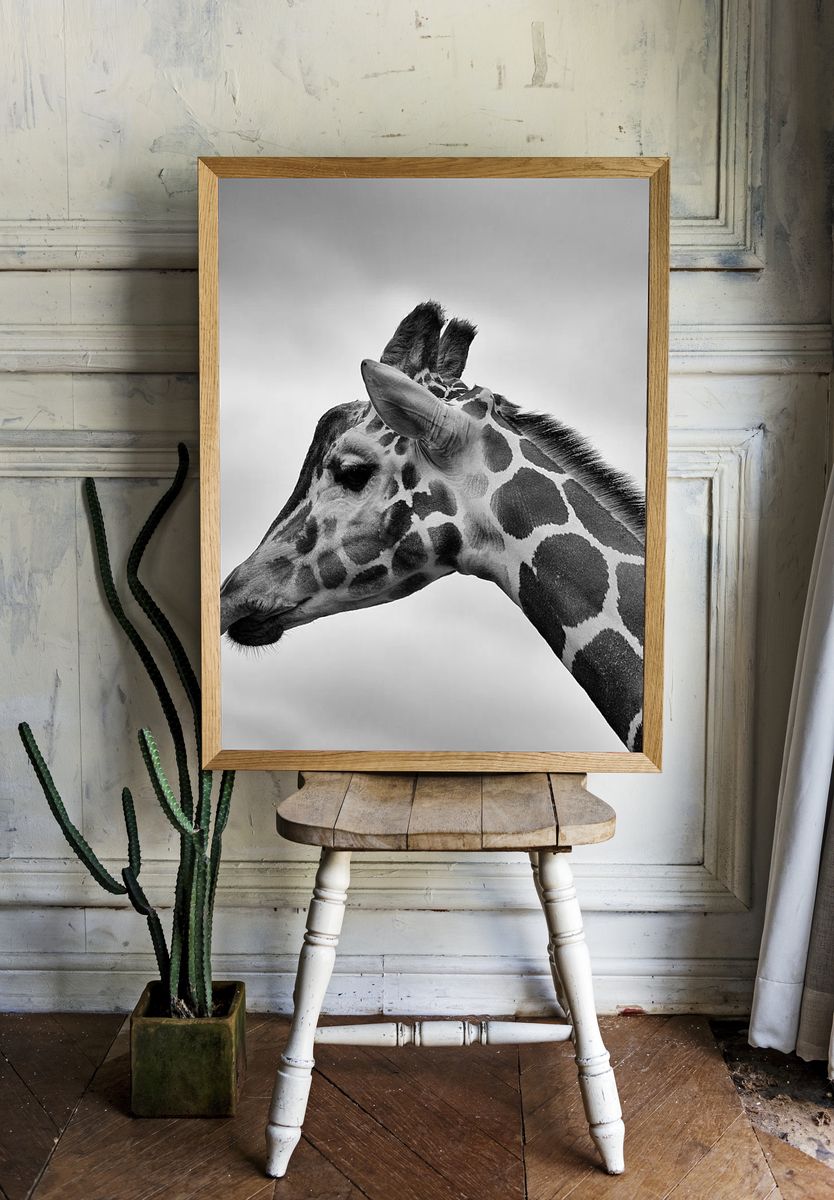 Giraffe Portrait — Black and White Print. — room view 1