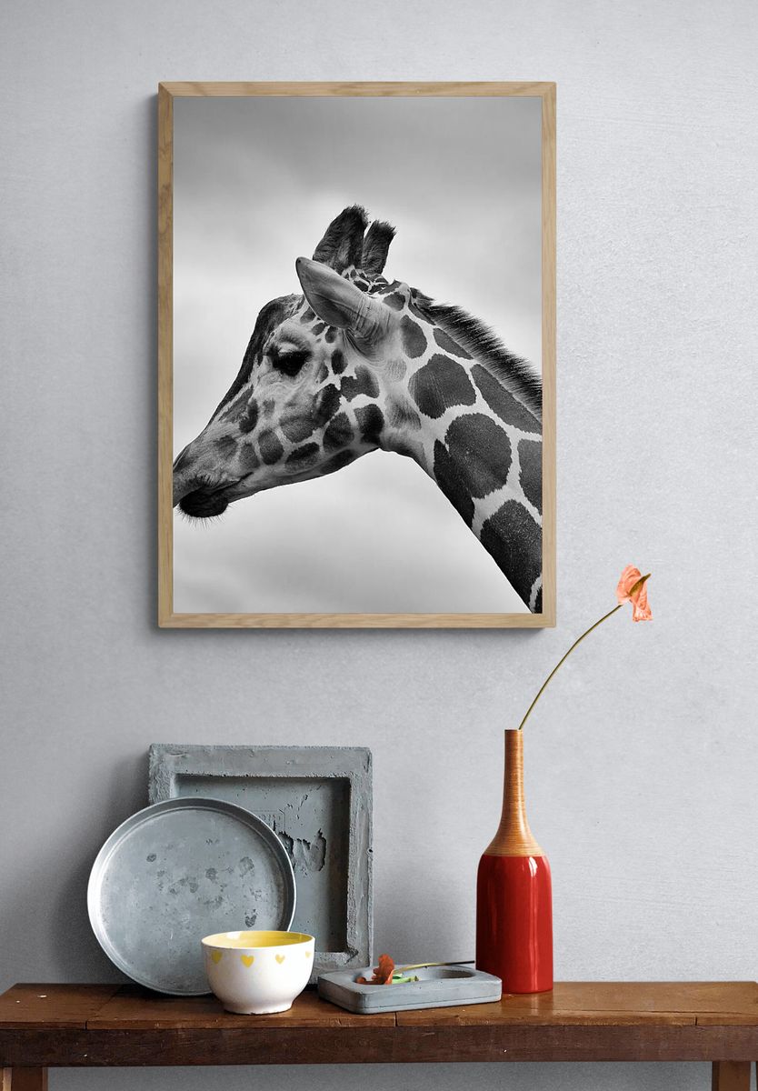 Giraffe Portrait — Black and White Print. — room view 3
