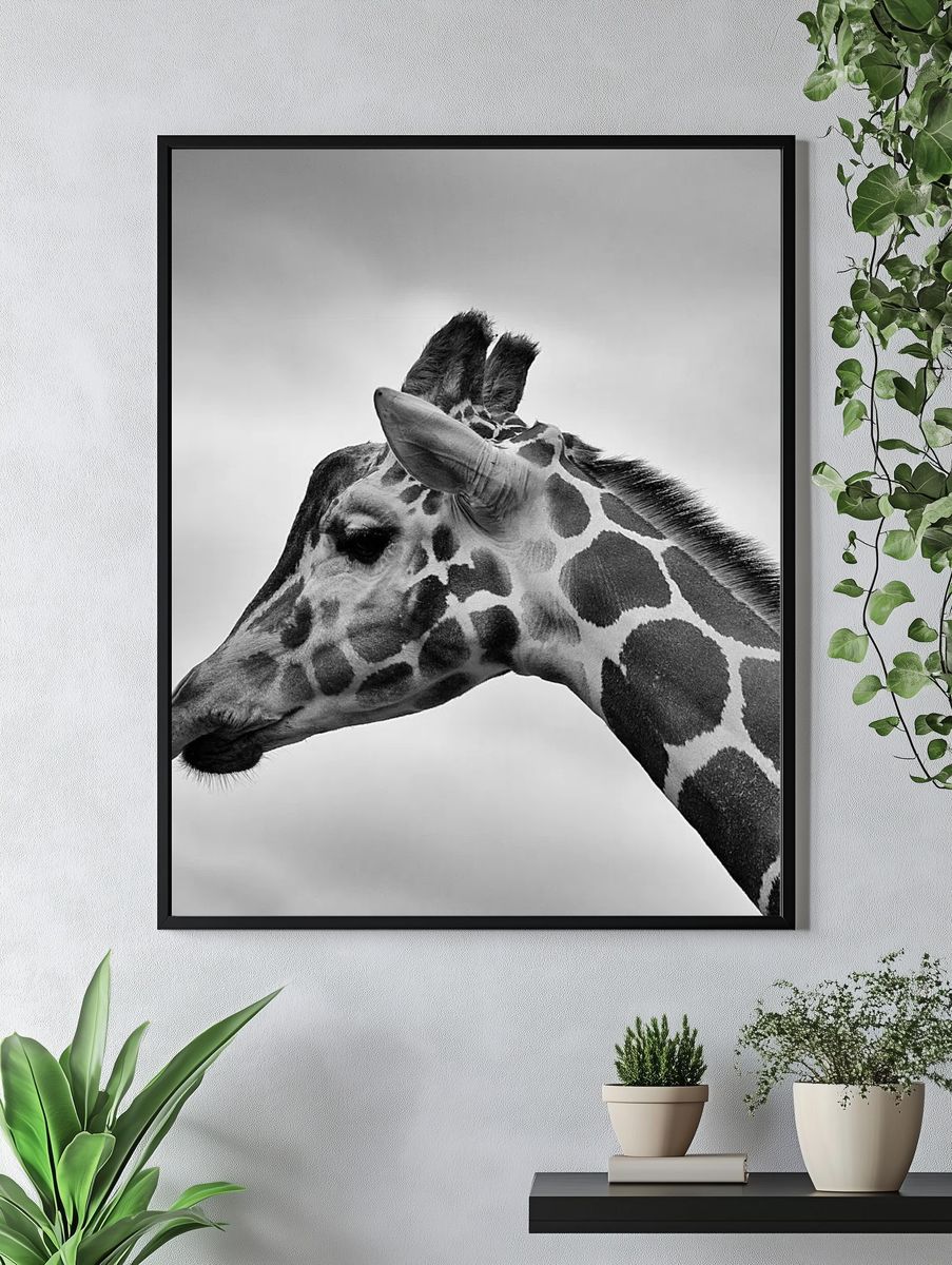Giraffe Portrait — Black and White Print. — room view 4