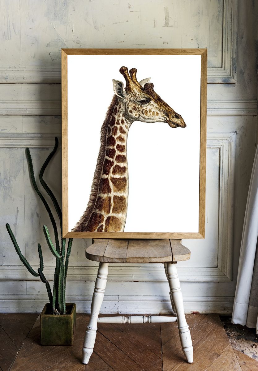 Giraffe Portrait Illustration Poster. room preview