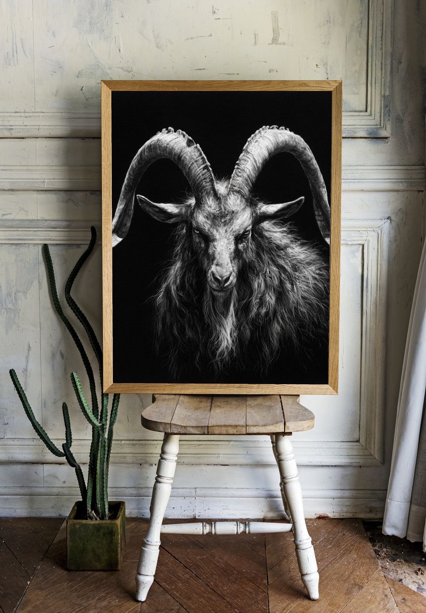 Black Goat Portrait Photography Poster. — room view 1