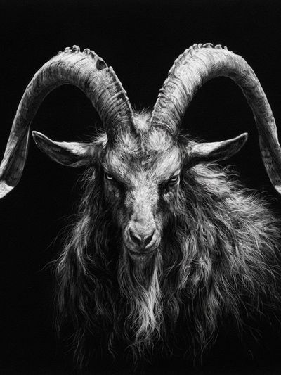 Black Goat Portrait Photography Poster. poster