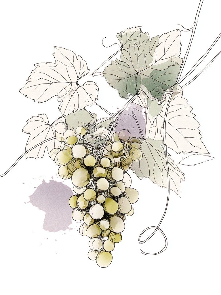 Grapes Illustration Poster. poster — illustration art