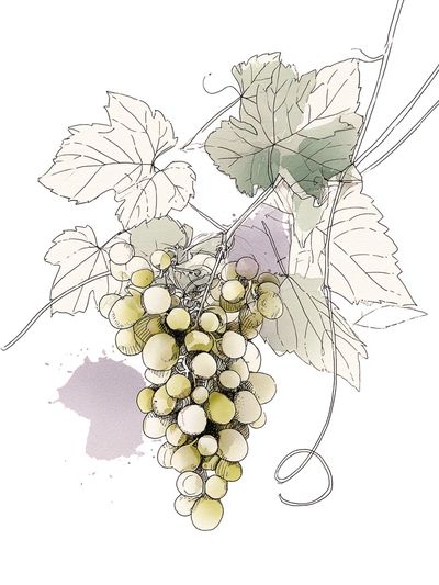 Grapes Illustration Poster. poster print