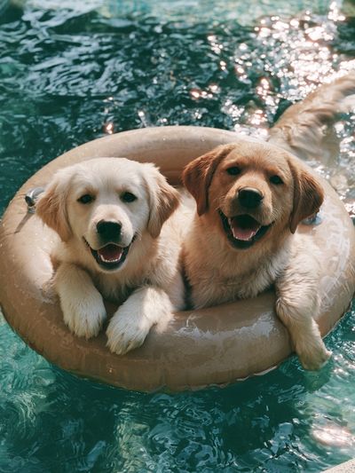 Golden Retriever Pool Float Poster.