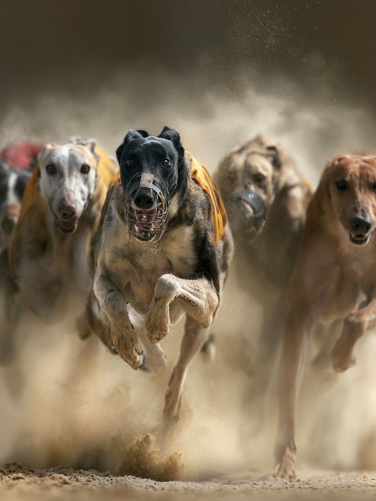 Greyhound Racing Dogs Photography Poster. poster — animals art