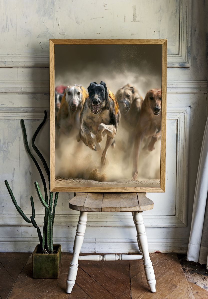 Greyhound Racing Dogs Photography Poster. room preview