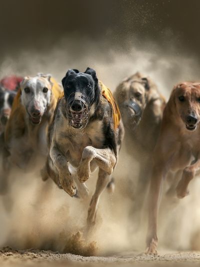 Greyhound Racing Dogs Photography Poster.