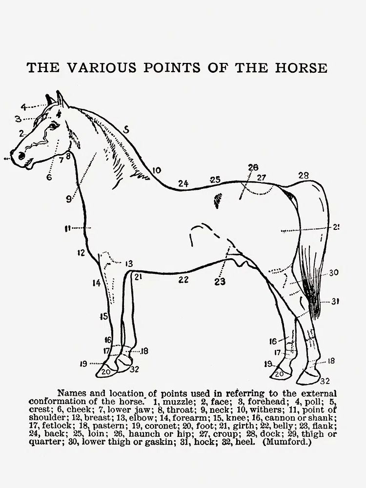 Horse Anatomy Vintage Print. poster detail