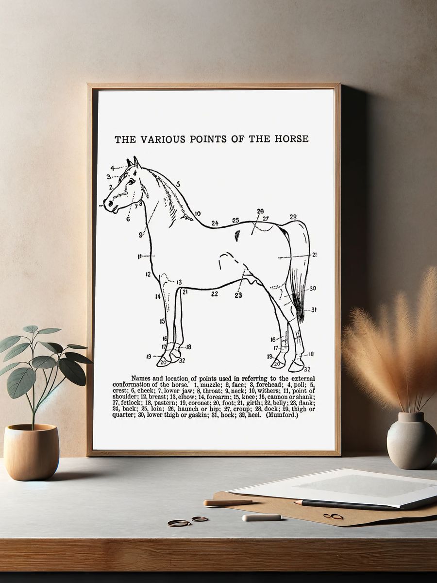 Horse Anatomy Vintage Print. — room view 2