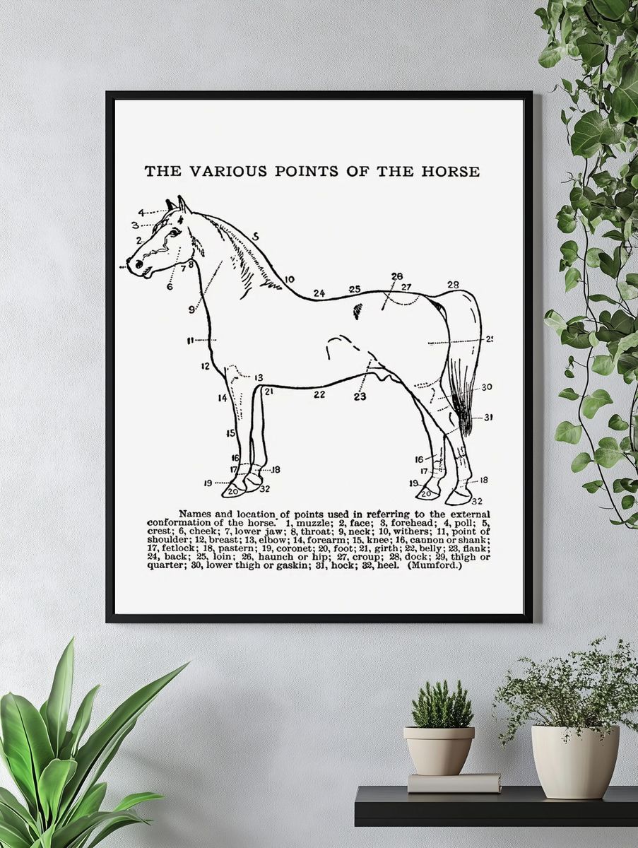 Horse Anatomy Vintage Print. — room view 4