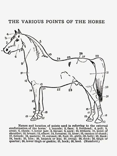 Horse Anatomy Vintage Print