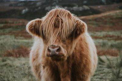 Calf.