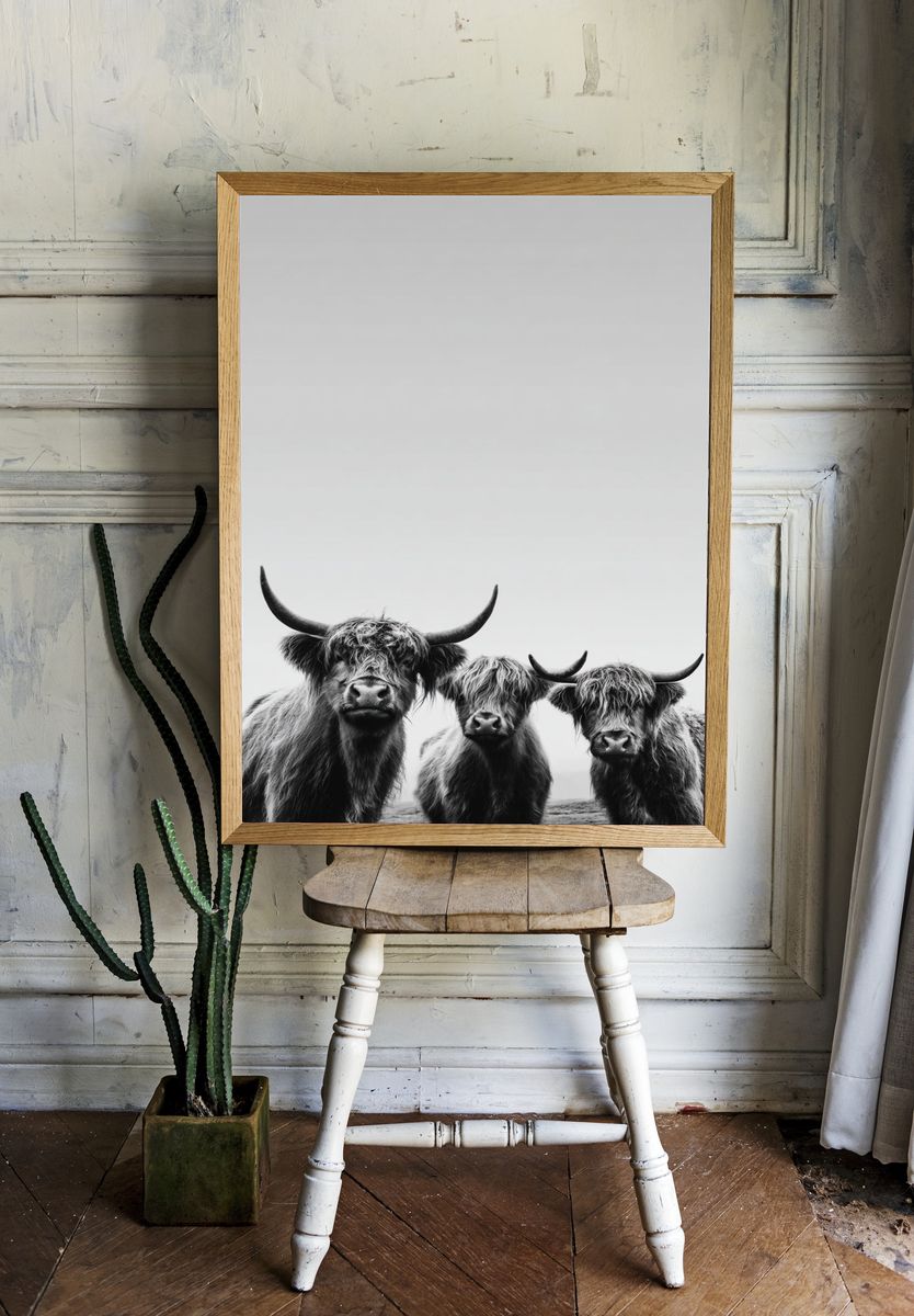 Highland Cattle Portrait Print. — room view 1