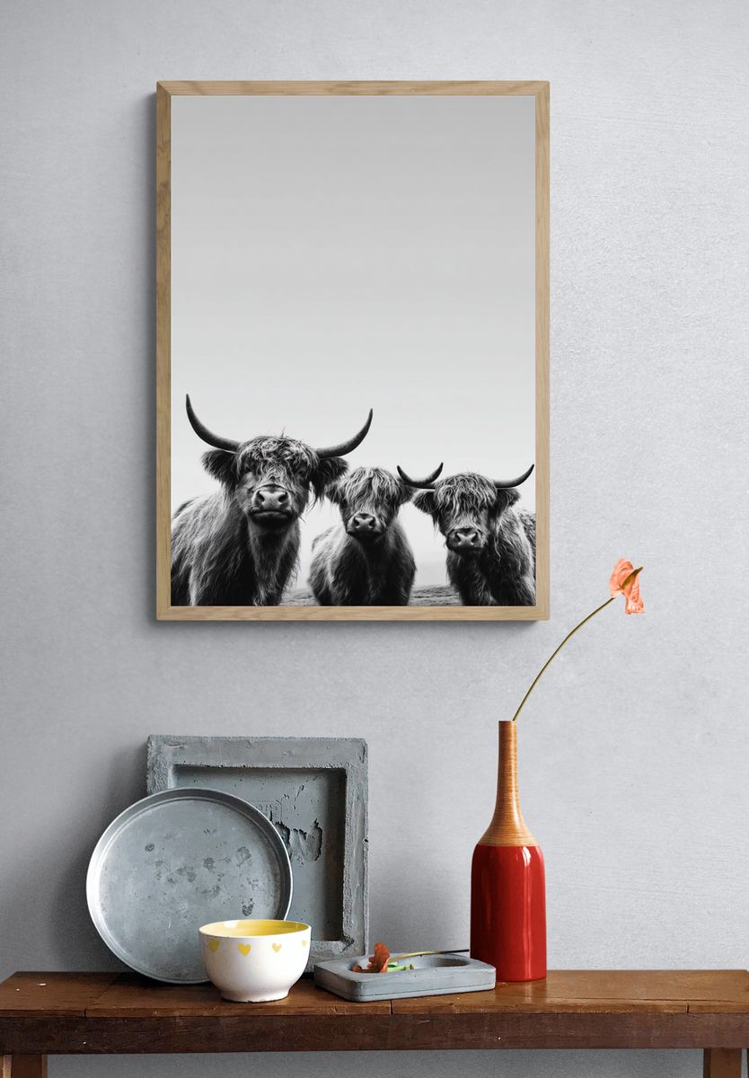Highland Cattle Portrait Print. — room view 3