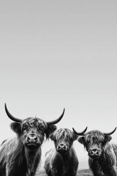 Highland Cattle Portrait Print. poster print