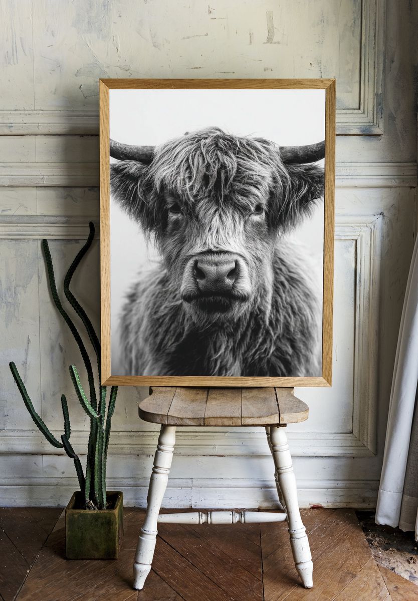 Highland Cow — Black and White Print. — room view 1